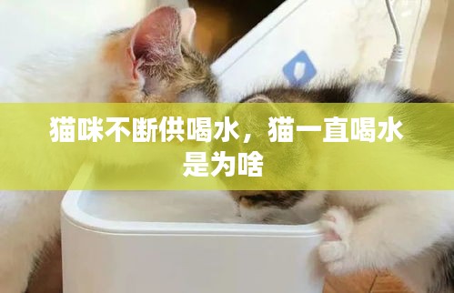 惊弦之鸟 第2页
