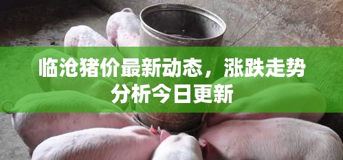 临沧猪价最新动态，涨跌走势分析今日更新