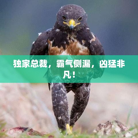 独家总裁，霸气侧漏，凶猛非凡！