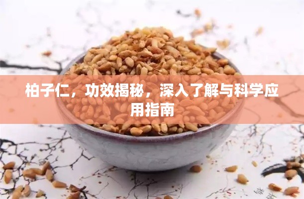 柏子仁，功效揭秘，深入了解与科学应用指南
